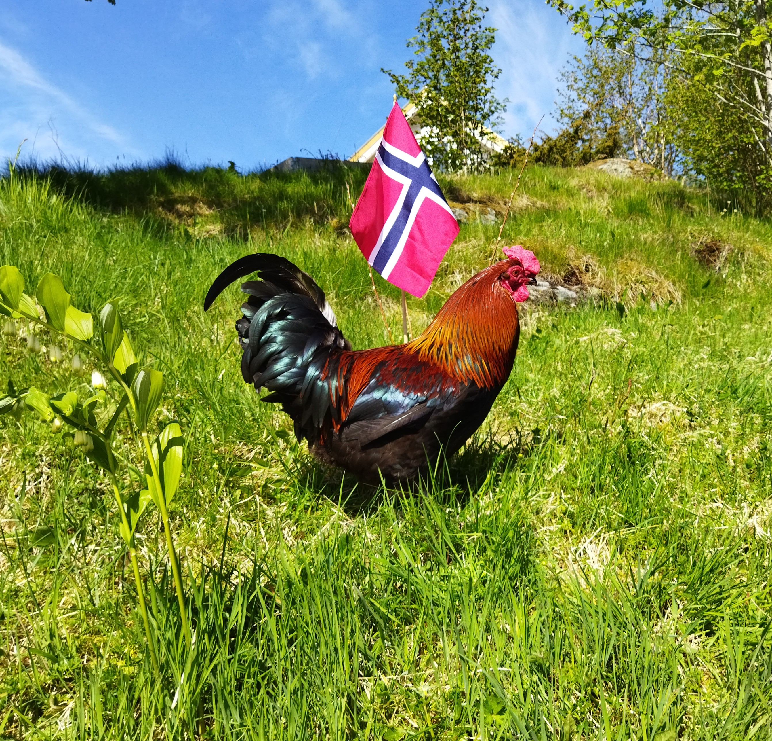 Høne ute
